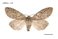 藏品(阿里山麗毒蛾)的圖片